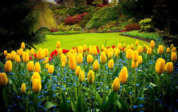 парк, тюльпаны, канада, газон, queen elizabeth park, park, tulips, canada, lawn