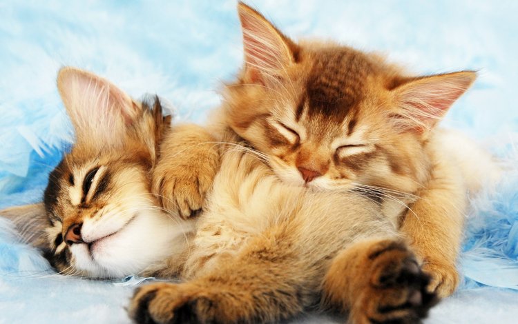 кот, пушистые, спят, котята, cat, fluffy, sleep, kittens