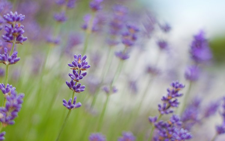 цветы, макро, лаванда, размытость, сиреневые, flowers, macro, lavender, blur, lilac