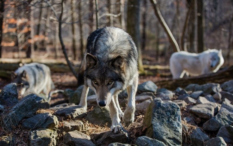 камни, лес, взгляд, хищник, волки, волк, stones, forest, look, predator, wolves, wolf