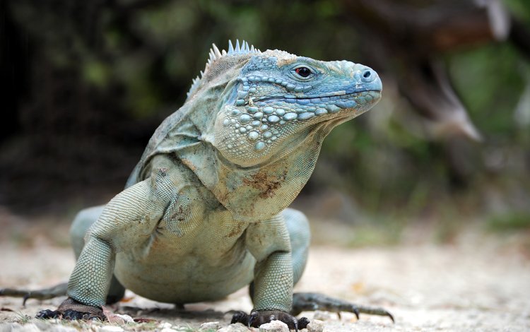 поза, ящерица, рептилия, игуана, пресмыкающееся, blue iguana, pose, lizard, reptile, iguana