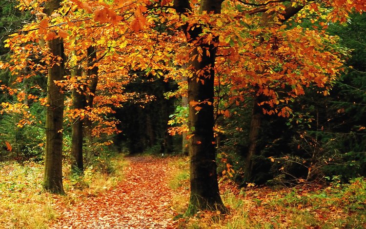 деревья, лес, осень, тропинка, листопад, осен, trees, forest, autumn, path, falling leaves