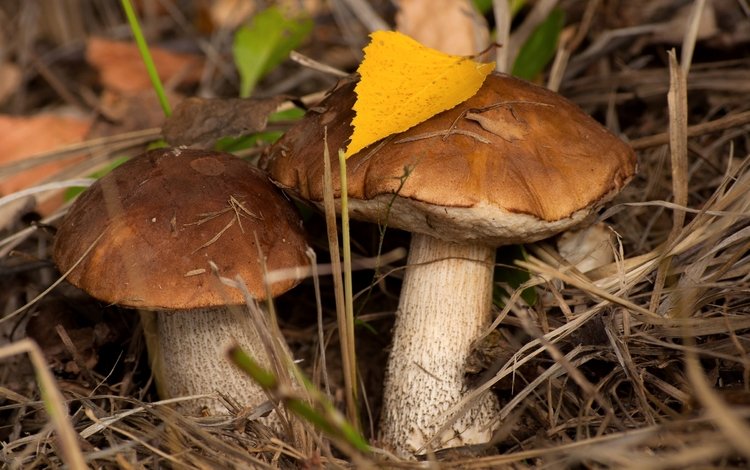осень, грибы, пара, подберезовик, подберезовики, autumn, mushrooms, pair, boletus, birch