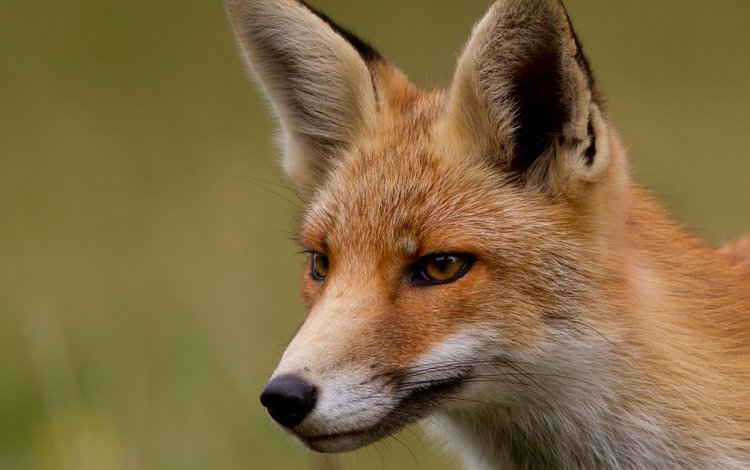 мордочка, взгляд, рыжая, лиса, лисица, лис, muzzle, look, red, fox