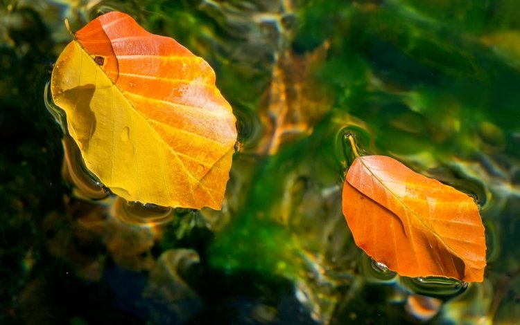 вода, листья, осень, water, leaves, autumn