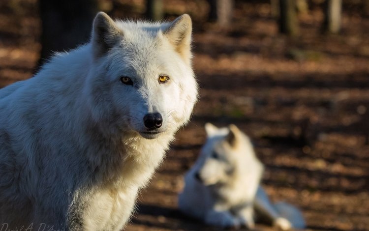 лес, арктический, портрет, белый, хищник, волки, волк, красавец, полярный волк, forest, arctic, portrait, white, predator, wolves, wolf, handsome, polar wolf