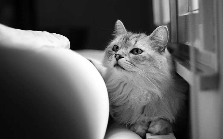 кот, шерсть, кошка, смотрит, чёрно-белое, cat, wool, looks, black and white