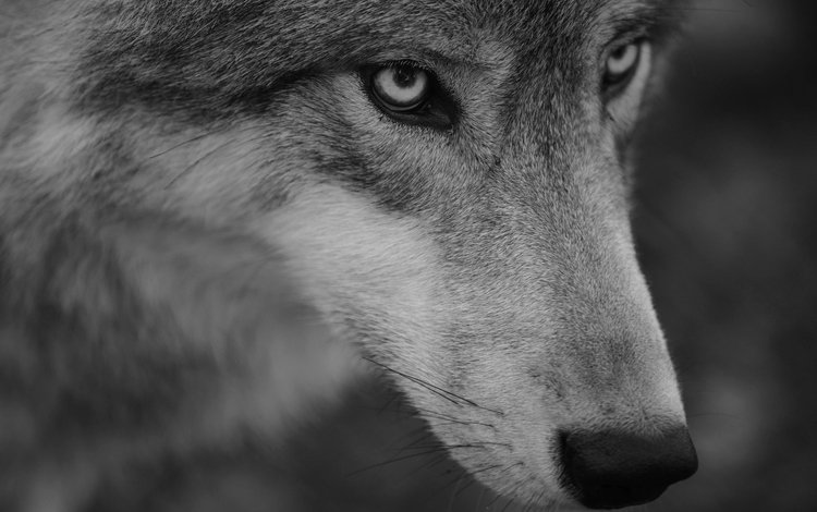 морда, портрет, взгляд, хищник, волк, face, portrait, look, predator, wolf