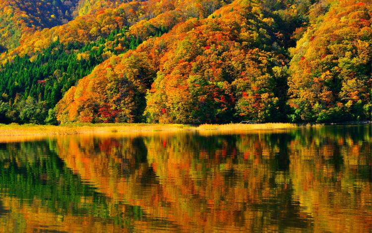 деревья, берег, отражение, япония, японии, осен, фукусима, озеро акимото, trees, shore, reflection, japan, autumn, fukushima, lake akimoto