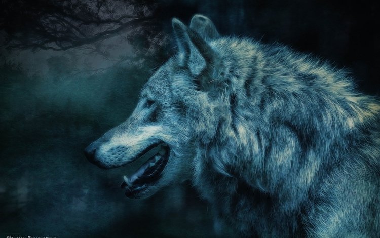 ночь, лес, хищник, профиль, волк, night, forest, predator, profile, wolf