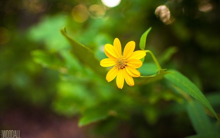 желтый, цветок, фотограф, стебель, aaron woodall, yellow, flower, photographer, stem