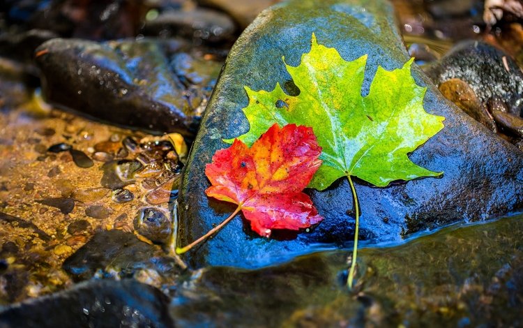 вода, камни, листья, осень, клен, мокрый, water, stones, leaves, autumn, maple, wet