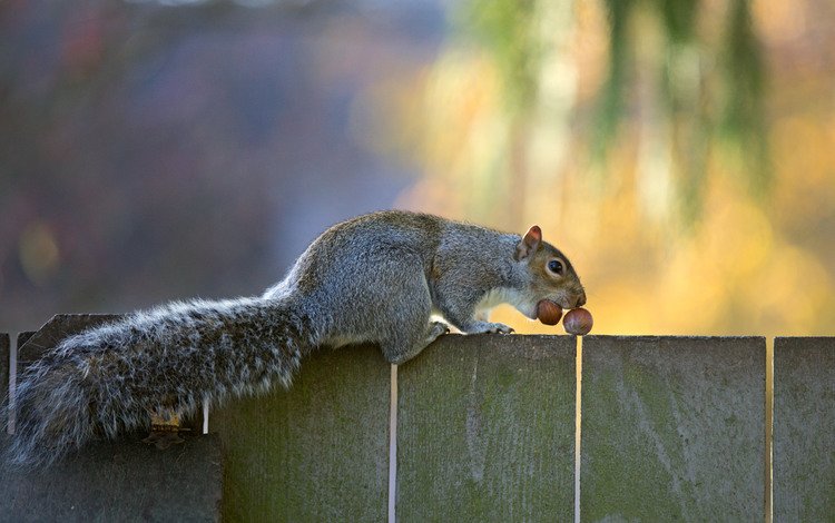 орехи, забор, серая, белка, хвост, nuts, the fence, grey, protein, tail