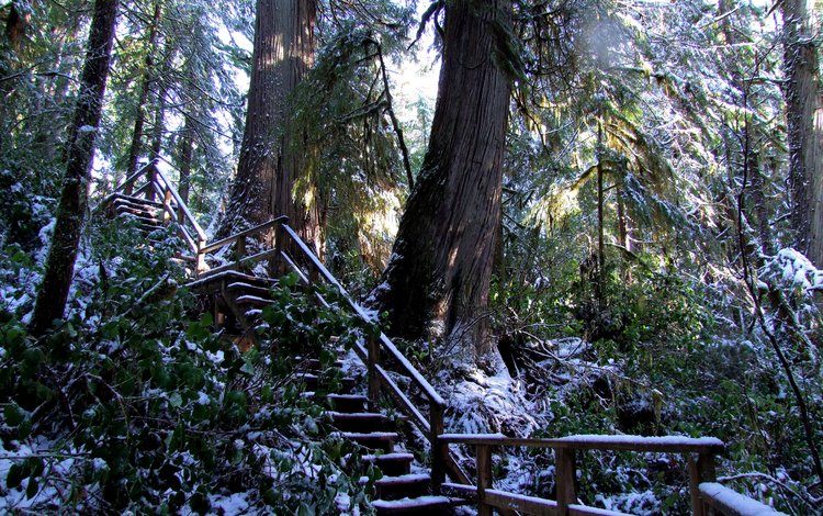лес, лестница, зима, парк, канада, парки, forests, ucluelet, forest, ladder, winter, park, canada, parks