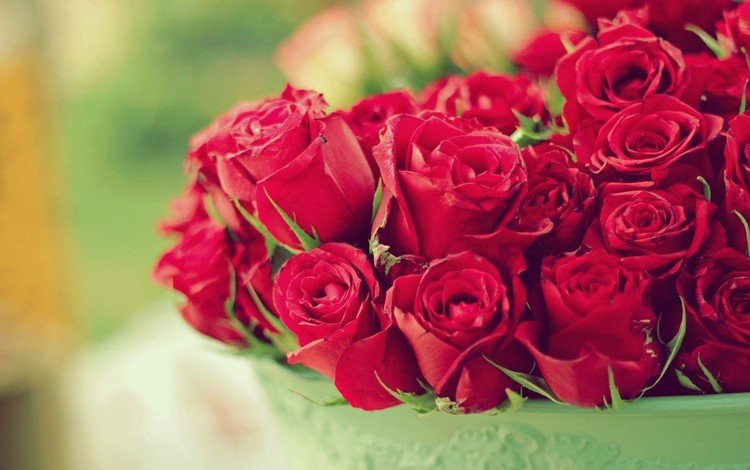цветы, розы, букет, flowers, roses, bouquet