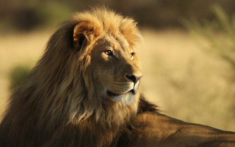 африка, лев, львёнок, africa, leo, lion