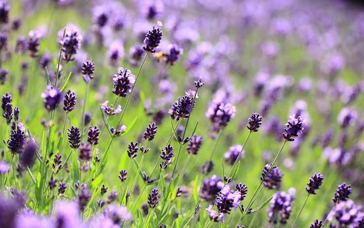 цветы, макро, поле, лаванда, поляна, размытость, фиолетовые, сиреневые, flowers, macro, field, lavender, glade, blur, purple, lilac