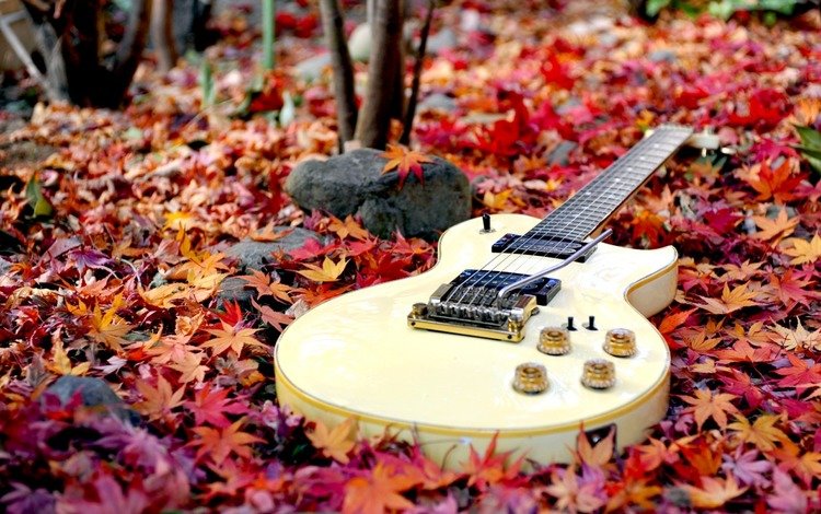 лес, листья, гитара, осень, осен,  листья, forest, leaves, guitar, autumn