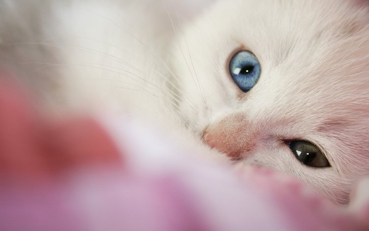 глаза, макро, кошка, котенок, eline-w, eyes, macro, cat, kitty