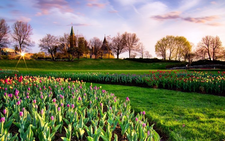 парк, весна, тюльпаны, канада, неба, тульпаны, park, spring, tulips, canada, sky