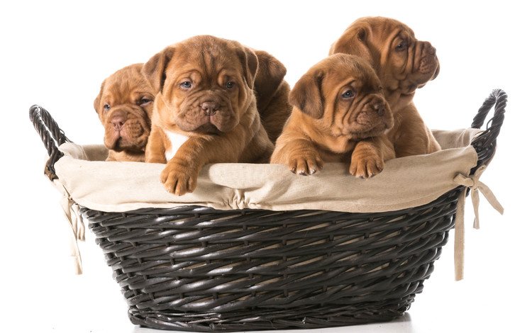 щенки, корзинка, собаки, бордоский дог, puppies, basket, dogs, dogue de bordeaux