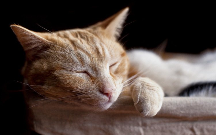 кот, мордочка, кошка, сон, спит, рыжий, лапки, домашние животные, cat, muzzle, sleep, sleeping, red, legs, pets