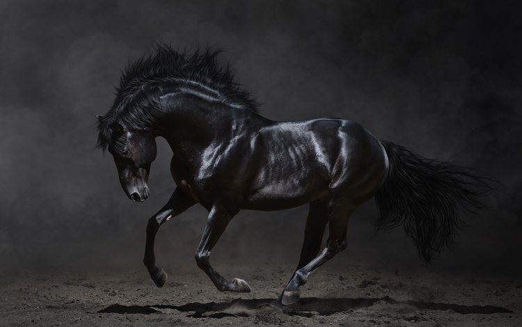 лошадь, темный фон, конь, грива, бег, копыта, жеребец, мустанг, вороной, crow, horse, the dark background, mane, running, hooves, stallion, mustang
