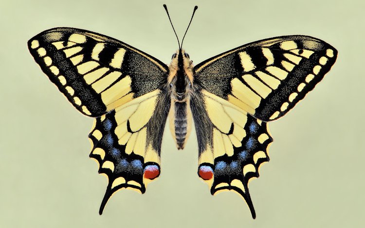 бабочка, крылья, красиво, чешуекрылые, махаон, butterfly, wings, beautiful, lepidoptera, swallowtail
