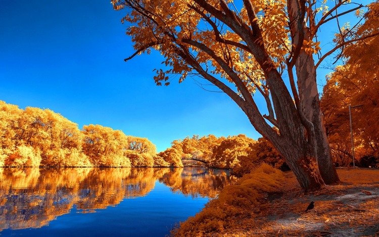 деревья, лейка, озеро, осен, calmness, отражение, tranquil, листва, осень, безмятежность, неба, деревь, опадают, fall, trees, lake, reflection, foliage, autumn, serenity, sky