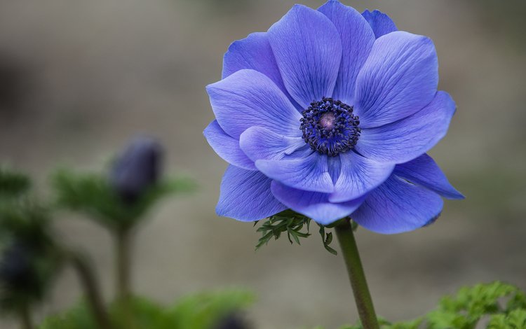 фокус камеры, макро, синий, цветок, лепестки, анемона, ветреница, the focus of the camera, macro, blue, flower, petals, anemone