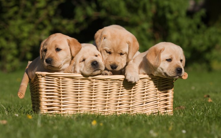 трава, щенки, корзинка, собаки, grass, puppies, basket, dogs