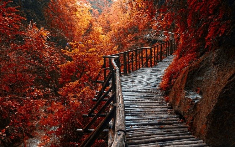 деревья, река, лес, осень, красные листья, деревянный путь, утро вид, trees, river, forest, autumn, red leaves, wooden path, morning view