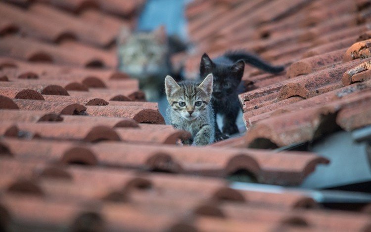 глаза, взгляд, кошки, крыша, котята, eyes, look, cats, roof, kittens