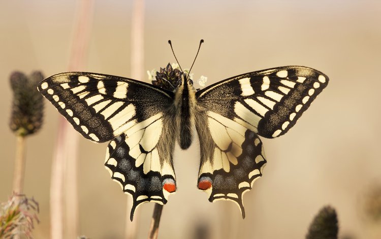 бабочка, крылья, красиво, игруха, чешуекрылые, махаон, butterfly, wings, beautiful, ., lepidoptera, swallowtail