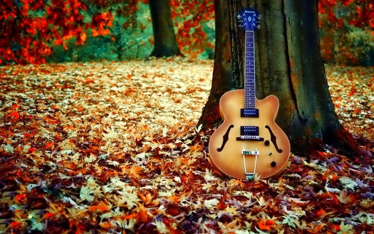 дерево, листья, гитара, осень, листопад, tree, leaves, guitar, autumn, falling leaves