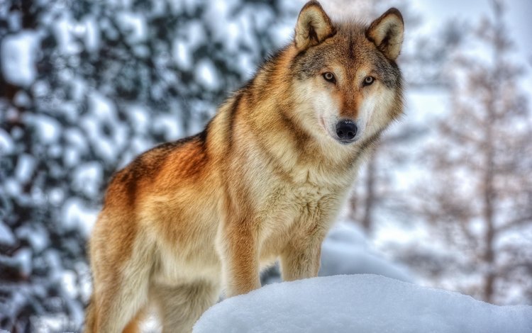 морда, зима, хищник, мех, волк, face, winter, predator, fur, wolf