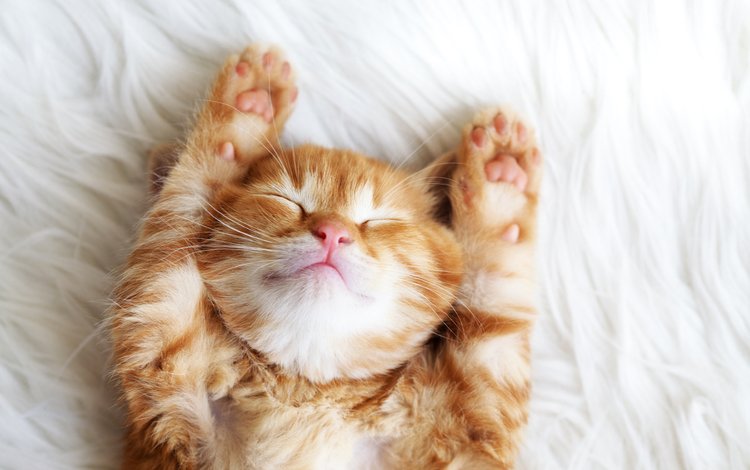 кот, кошка, сон, котенок, котята, рыжий, лапки, cat, sleep, kitty, kittens, red, legs