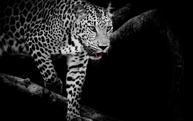 кошка, чёрно-белое, леопард, хищник, cat, black and white, leopard, predator