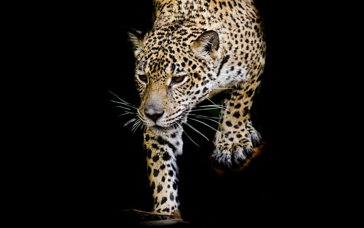 кошка, леопард, хищник, черный фон, cat, leopard, predator, black background