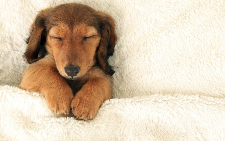 сон, собака, щенок, лапки, sleep, dog, puppy, legs