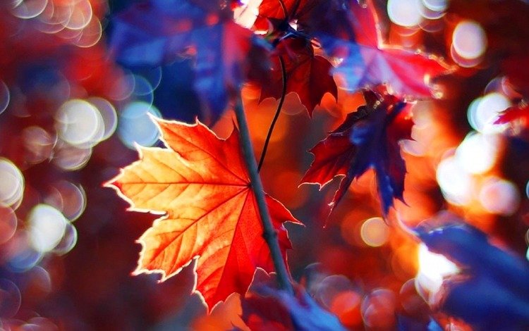 дерево, листья, ветки, осень, клен, tree, leaves, branches, autumn, maple