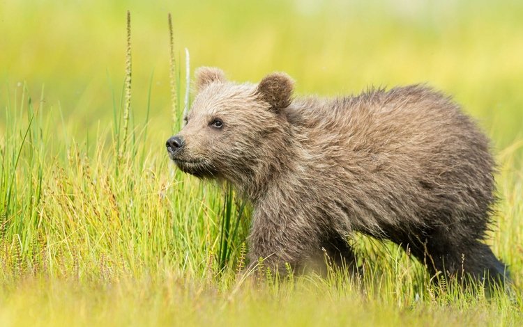 трава, природа, медведь, медвежонок, бурый, grass, nature, bear, brown