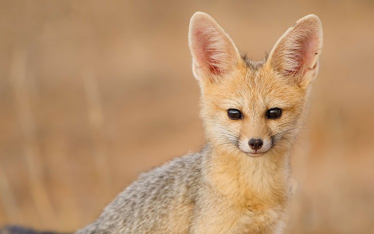 взгляд, фенек, fennec fox, южноафриканская лисица, look, fenech, south african fox