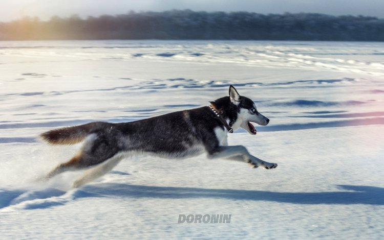 снег, зима, собака, прыжок, фотограф, хаски, бег, denis doronin, snow, winter, dog, jump, photographer, husky, running