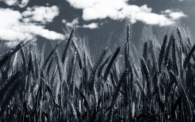 небо, облака, чёрно-белое, колосья, пшеница, колоски, by robin de blanche, clear day, the sky, clouds, black and white, ears, wheat, spikelets