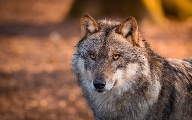 глаза, морда, взгляд, волк, шерсть. хищник, eyes, face, look, wolf, wool. predator
