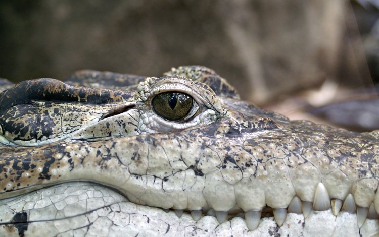 крокодил, рептилия, чешуйки, пресмыкающееся, аллигатор, crocodile, reptile, scales, alligator