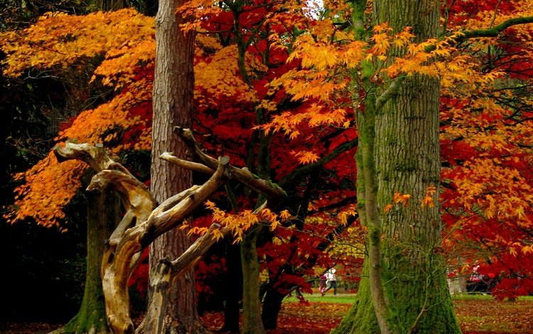 деревья,  листья, листья, парк, осень, листопад, деревь, опадают, на природе, осен, trees, leaves, park, autumn, falling leaves, fall, nature
