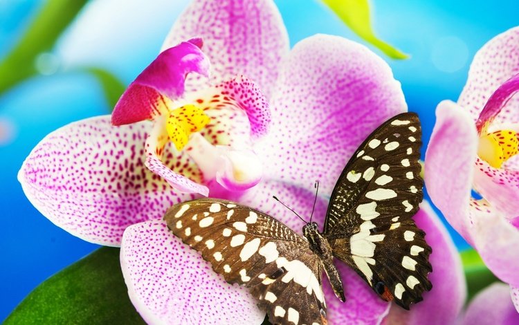 насекомое, цветок, бабочка, орхидея, blossom, орхидею, insect, flower, butterfly, orchid