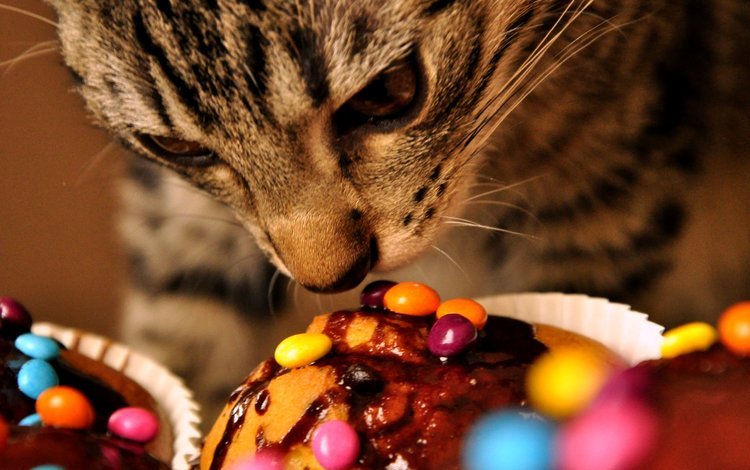 кот, кошка, сладости, cat, sweets